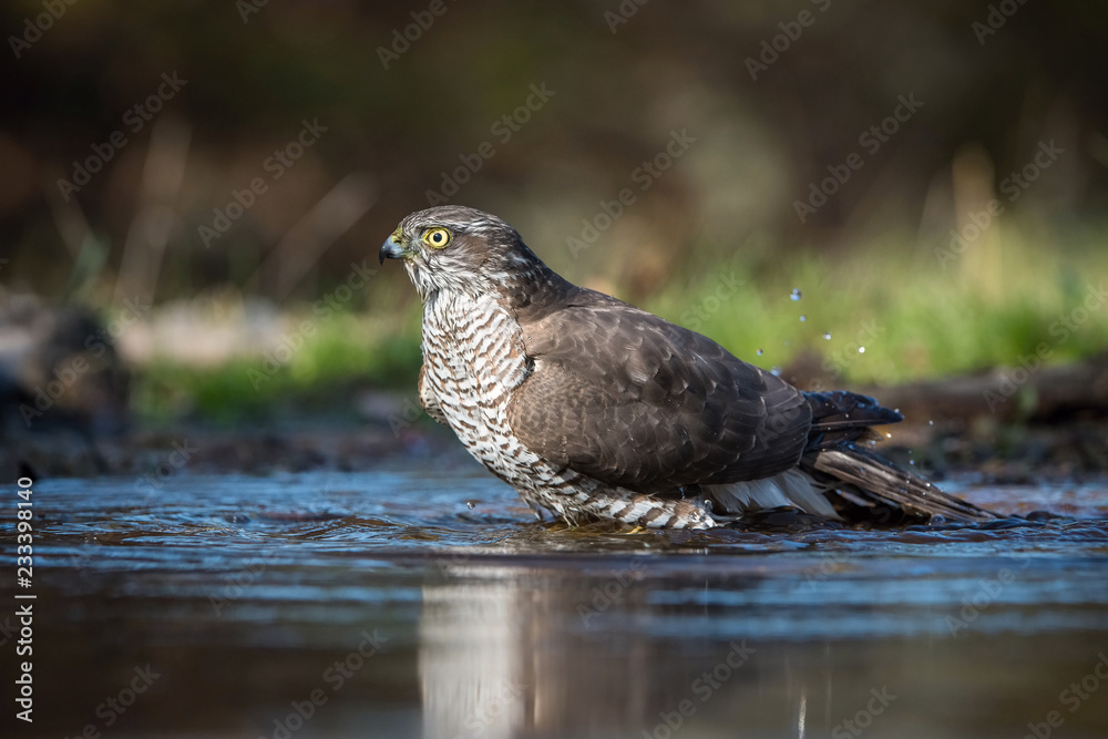 Fototapeta premium The Eurasian Sparrowhawk, accipiter nisus is bathing in forest waterhole in the beautiful colorful autumn environment. Pretty colorful contrasting backround with nice bokeh, opened wings