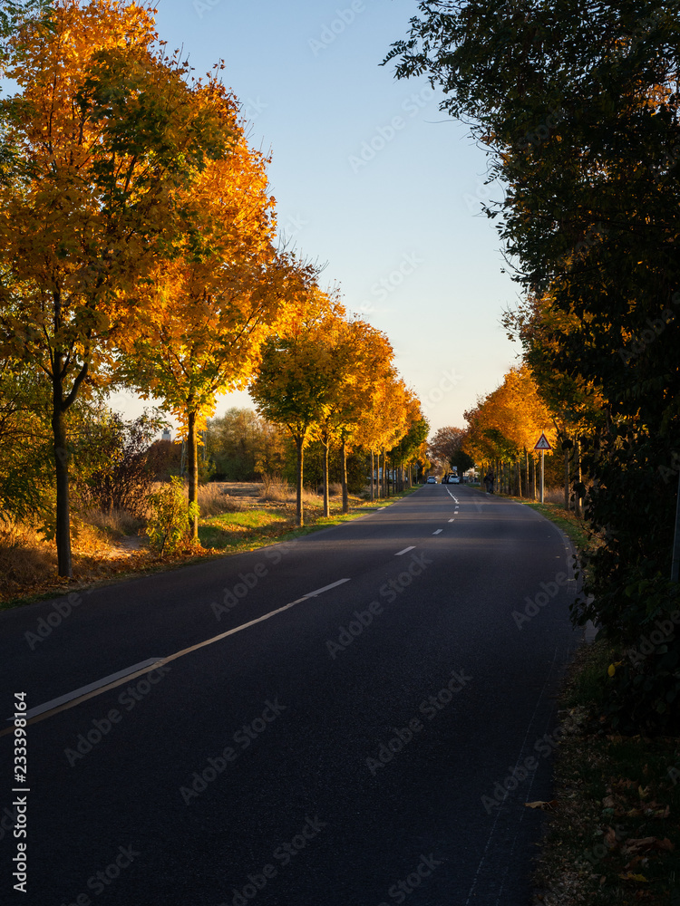 Straße mit Herbstbäumen Straße mit Herbstbäumen