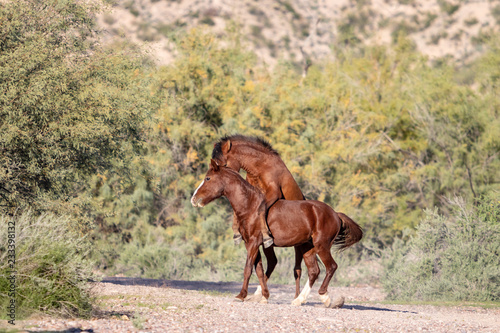 Wild Horses fighting in Arizona © MaryHerronPhoto