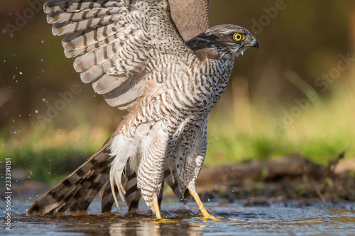 The Eurasian Sparrowhawk, accipiter nisus is bathing in forest waterhole in the beautiful colorful autumn environment. Pretty colorful contrasting backround with nice bokeh, opened wings photo