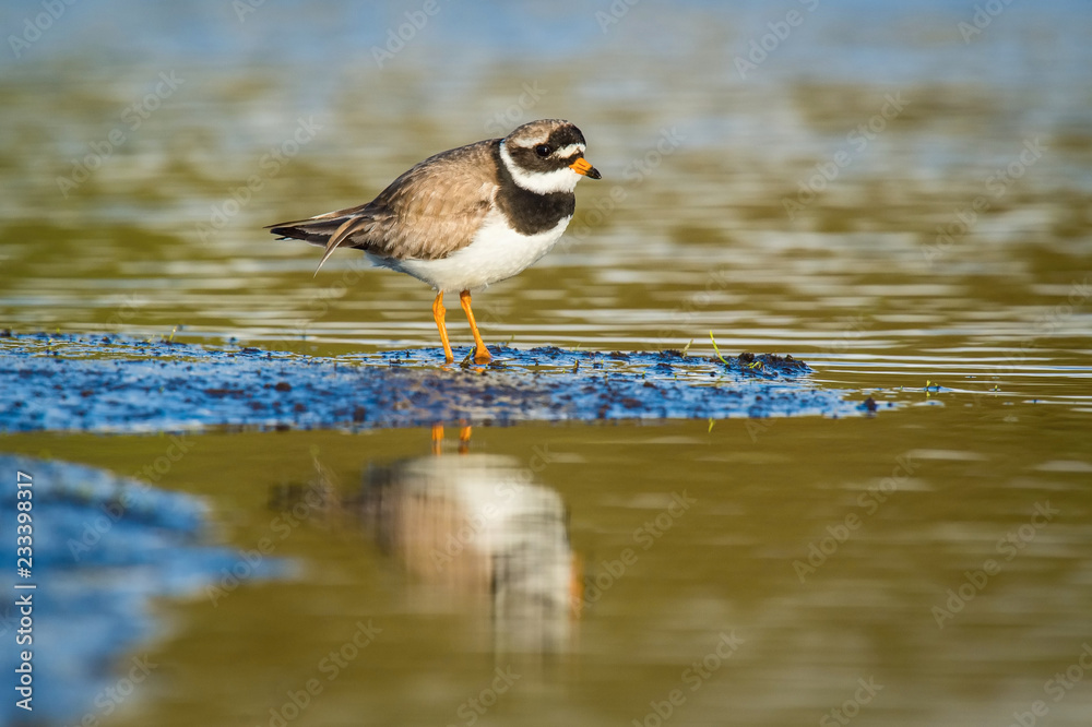The Common Ringed Plover or Ringed Plover, Charadrius hiaticula is standing in the typical environment in the Iceland The Common Ringed Plover or Ringed Plover, Charadrius hiaticula is standing in the typical environment in the Iceland