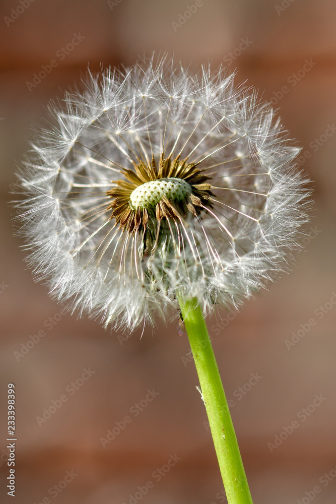 Pusteblume II