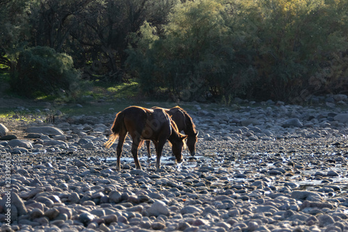 Wild Horses in Arizona © MaryHerronPhoto