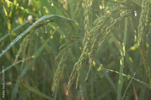 Closeup of rice spike in Paddy field on autumn