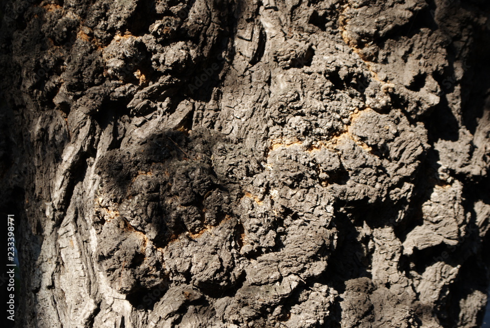 Fototapeta premium Texture of bark wood