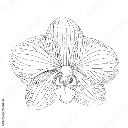 Drawing of a beautiful isolated open orchid with ribbings / Freehand illustration with pen in black and white © AgusCami