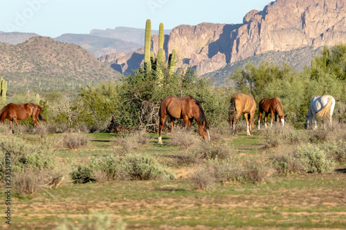 Wild Horses in Arizona