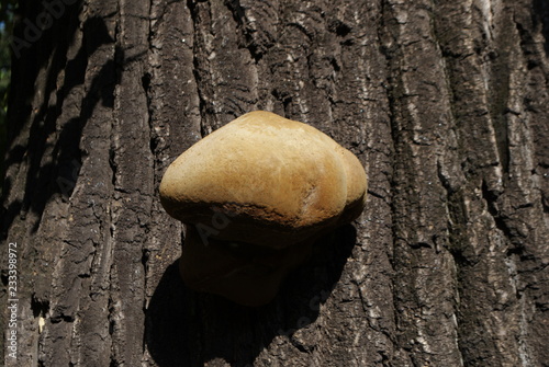 Tree with textured bark and tree mushroom.