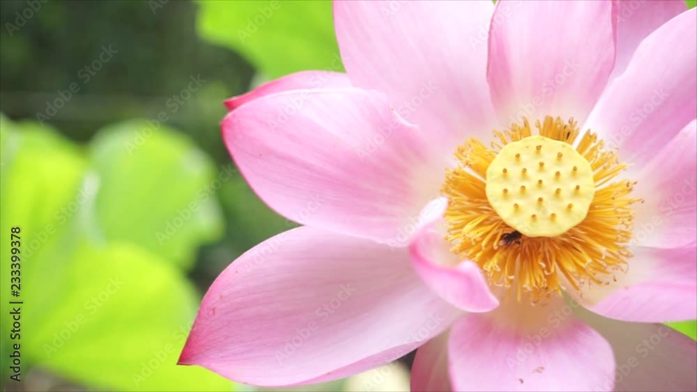 Pink lotus is blooming with insects, The camera pan from left to right. Pink lotus is blooming with insects, The camera pan from left to right.