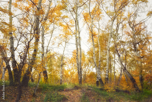 Leafy forest in autumn time