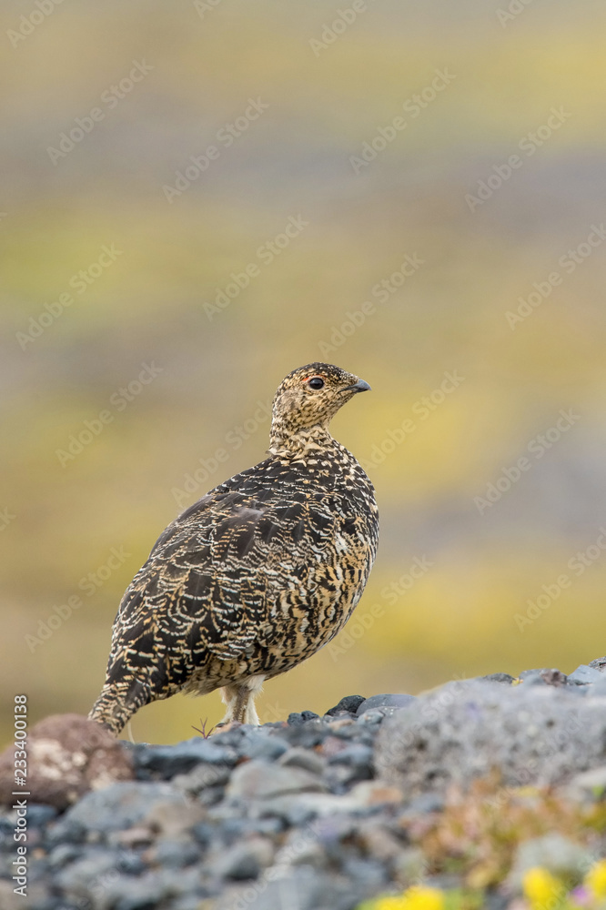Obraz premium The Rock Ptarmigan, Lagopus muta is really shy and rare bird, it is loosing its winter feather, it is posing and standing on the ground, Iceland