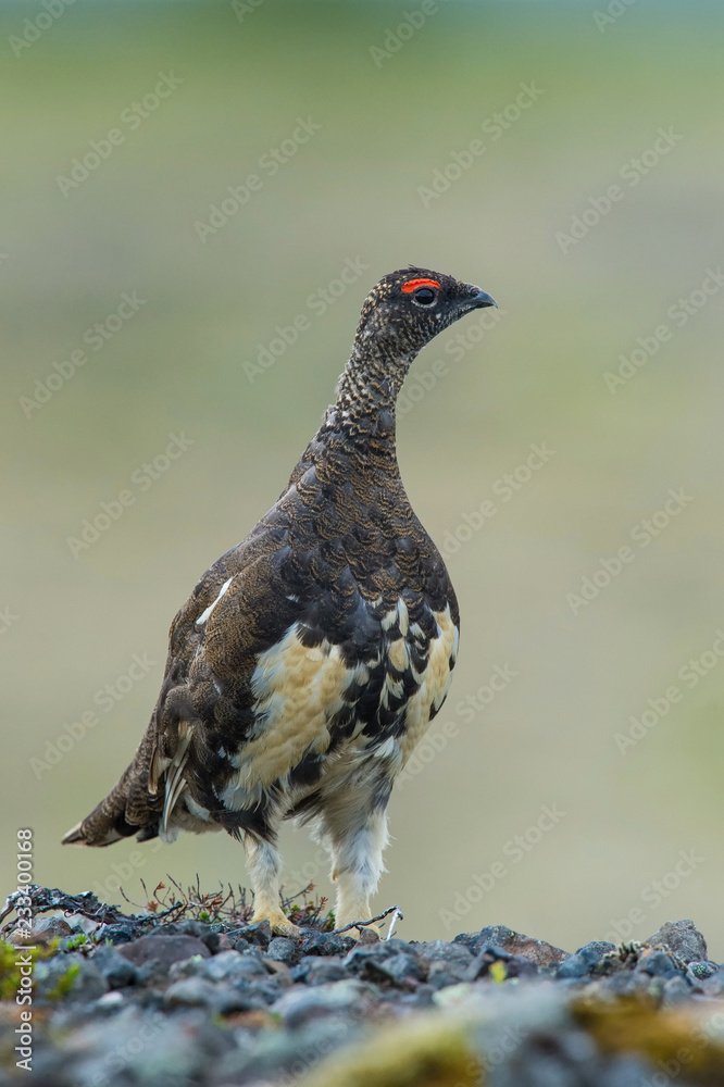 Fototapeta premium The Rock Ptarmigan, Lagopus muta is really shy and rare bird, it is loosing its winter feather, it is posing and standing on the ground, Iceland