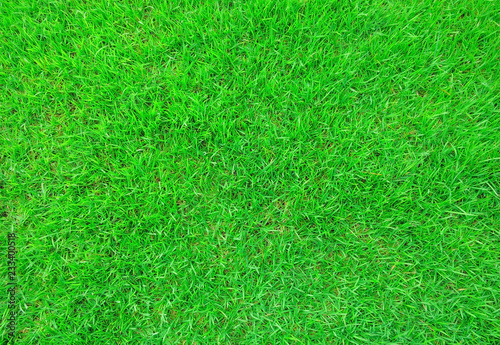 Green grass natural, background texture, Green grass texture background
