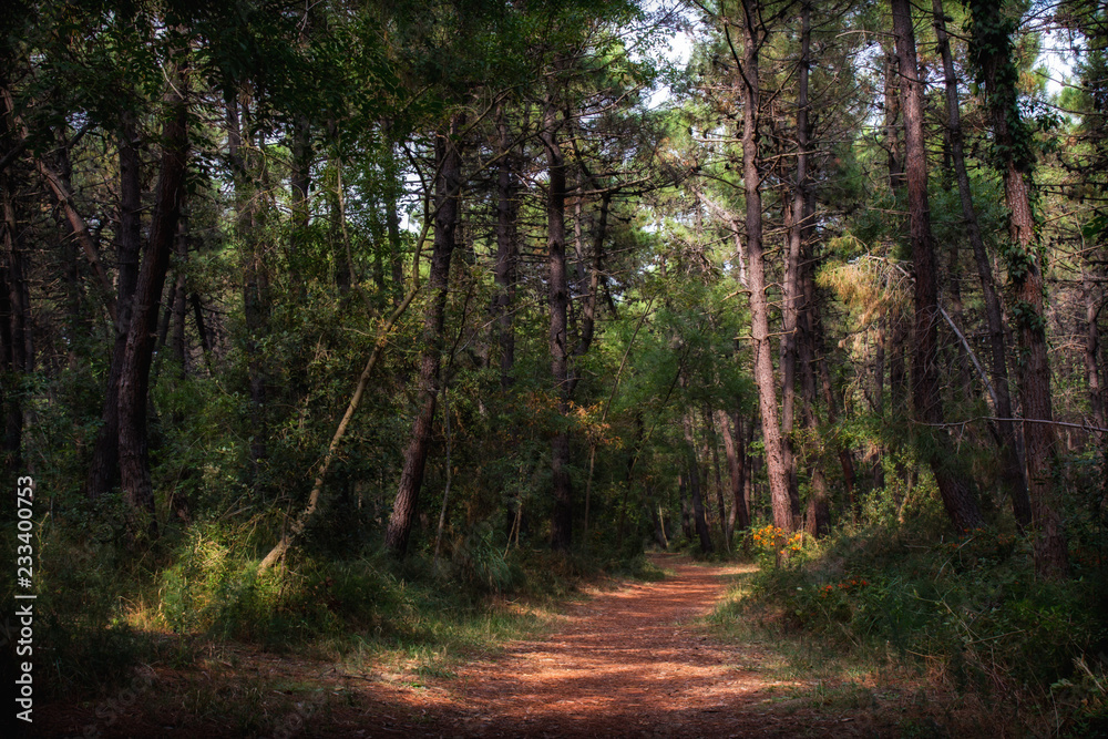Fototapeta premium Passeggiata