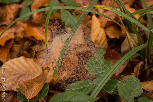 autumn leaves on grass with cobweb