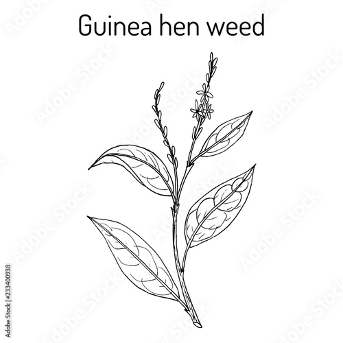 Guinea hen weed Petiveria alliacea , medicinal plant