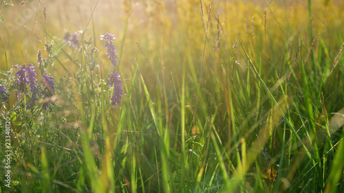 Meadow grass and willow tea at sunset