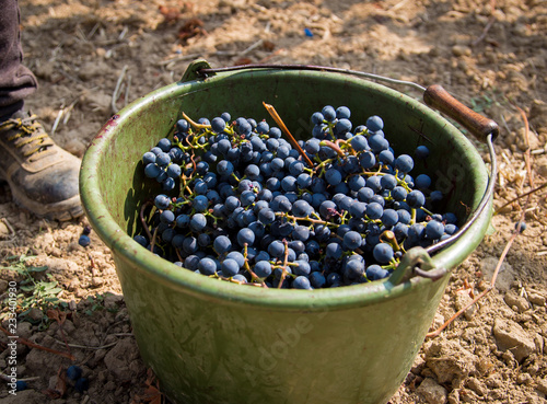 red wine harvesting by hand