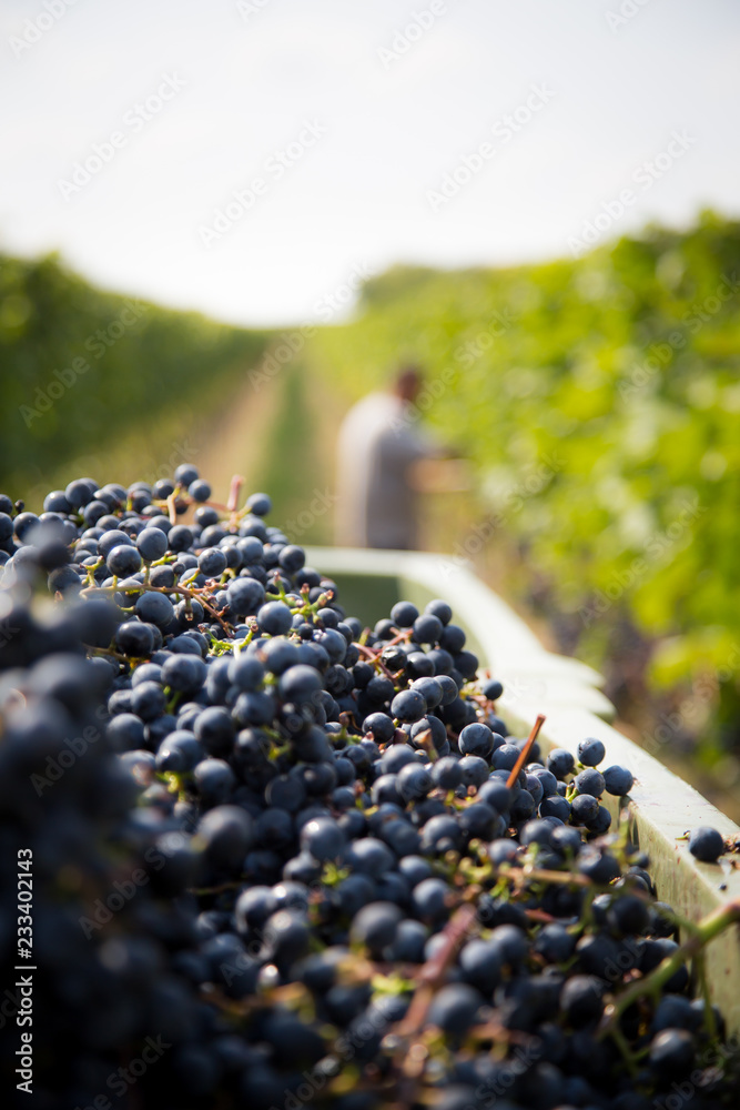 harvesting during autumn