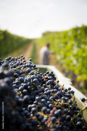 harvesting during autumn