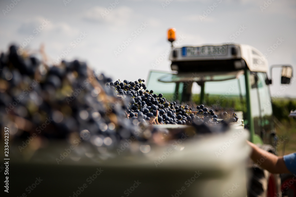 harvesting grapes
