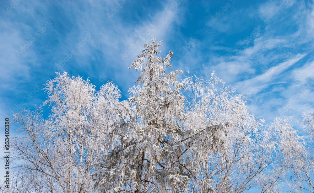 Trees covered with fluffy frost against a blue sky