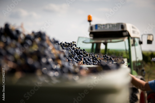 harvesting grapes photo