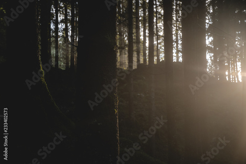 beautiful sun rays between trees in a foggy forest