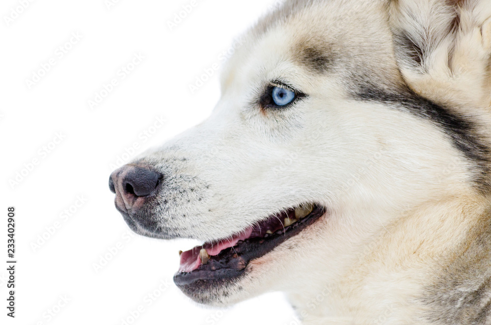 One Siberian Husky dog with blue eyes looks around. Close up Husky