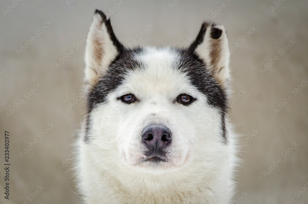White face husky sales