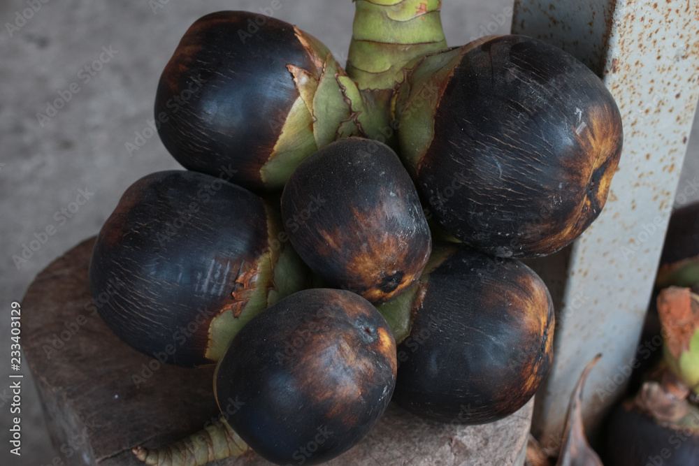 Fototapeta premium Toddy Palm