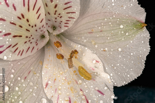 Foto flower with water drops