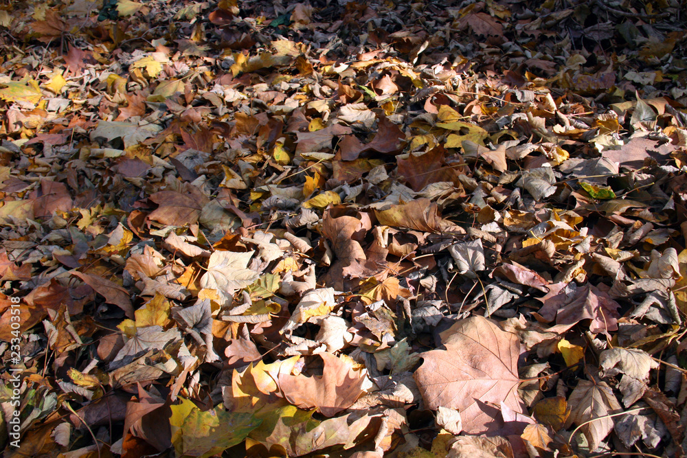 Les feuilles d'automne sont déjà au sol Les feuilles d'automne sont déjà au sol