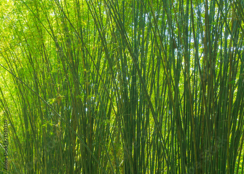 bamboo forest,Bamboo branch beautiful green nature background