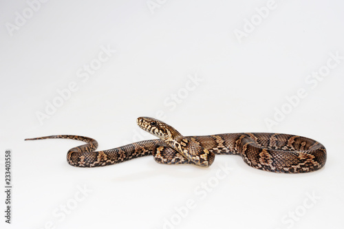 Amurnatter (Elaphe schrenckii) - Amur rat snake photo