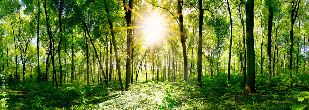 Beautiful forest panorama in spring with bright sun shining through the trees