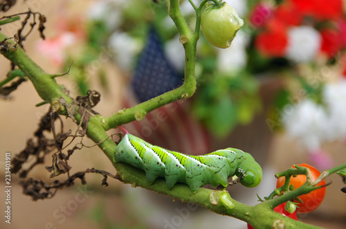 Hornworm eating garden tomato plants photo
