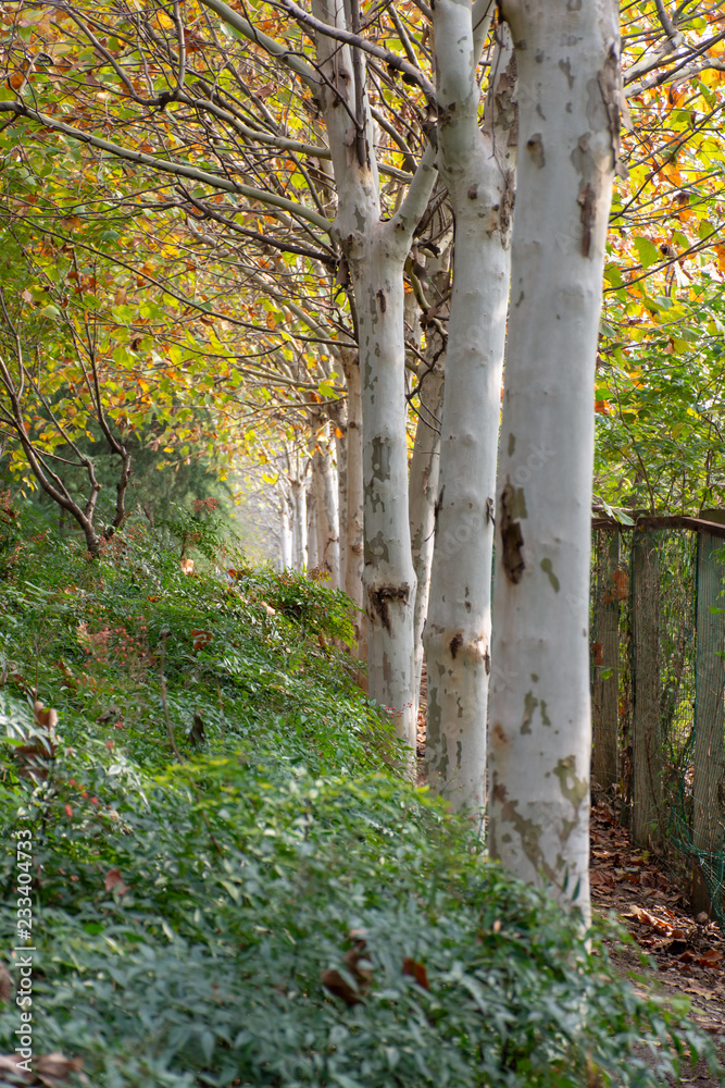 A row of birch trees along a path in Wuhan, China A row of birch trees along a path in Wuhan, China