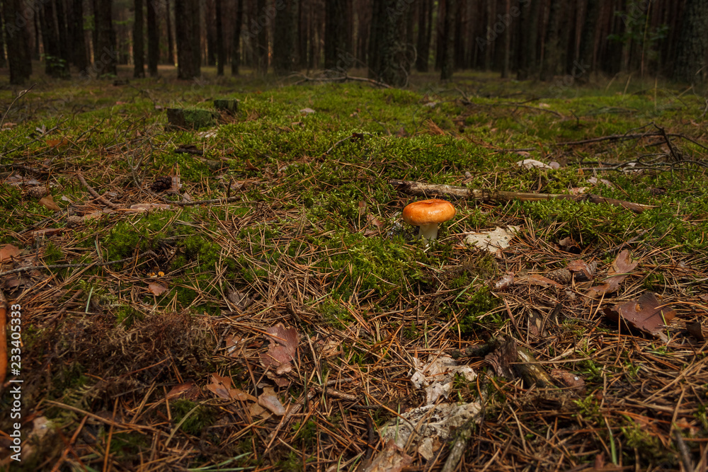 Russula in the green moss in the coniferous forest Russula in the green moss in the coniferous forest