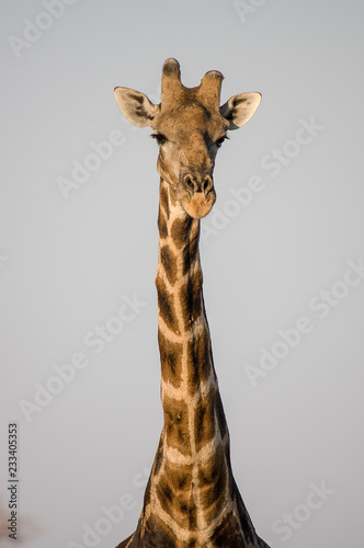Girafe Face à face