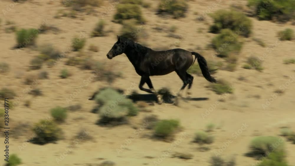 Aerial American Wild horses Rangeland BLM Land USA Aerial American Wild horses Rangeland BLM Land USA