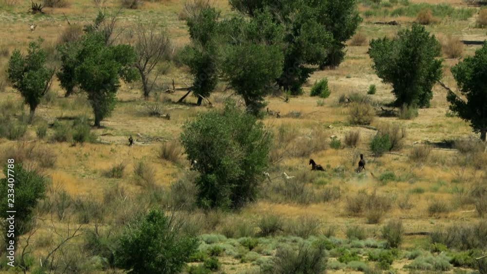 Aerial Wild horses Rangeland herd animal nature Plains USA Aerial Wild horses Rangeland herd animal nature Plains USA