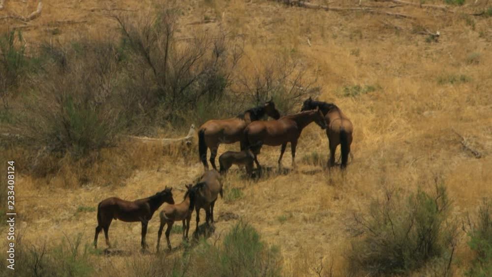 Aerial herd Wild horses livestock freedom scrubland USA Aerial herd Wild horses livestock freedom scrubland USA