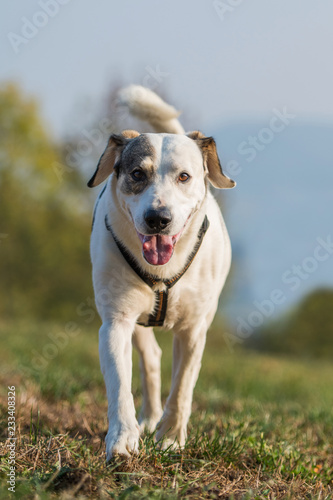 Mixed breed dog in a meadow