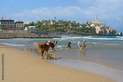 Photography Dog paradise