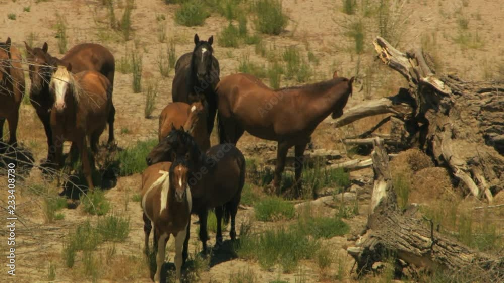 Aerial herd Wild horse livestock freedom scrubland USA Aerial herd Wild horse livestock freedom scrubland USA