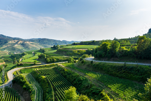 Germany, Typical terraces vineyard nature landscape of Kaiserstuhl region