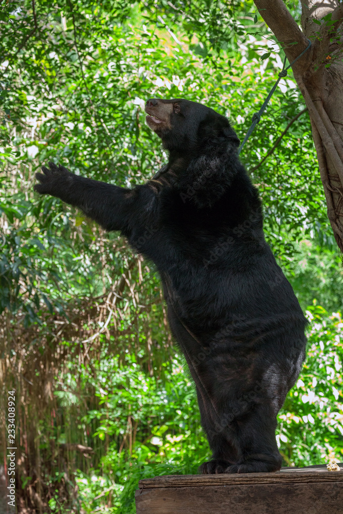 Fototapeta premium Asian black bear
