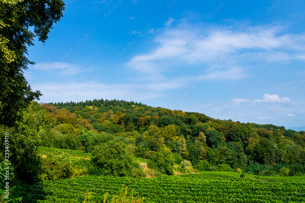 Obraz premium Germany, Colorful forest in autumn atmosphere at Kaiserstuhl near Oberbergen