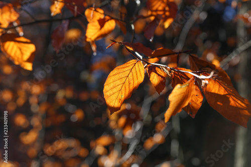 Bright autumn foliage. Bright autumn foliage on trees.